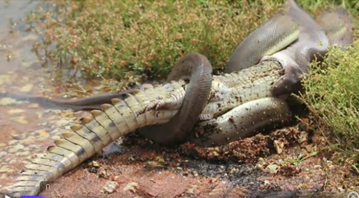 Python swallow...